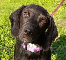 Luna – Mischling, Weibchen, Alter unbekannt, Nordic Strays e.V. – Foto 8