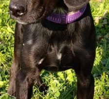Luna – Mischling, Weibchen, Alter unbekannt, Nordic Strays e.V. – Foto 9