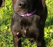 Luna – Mischling, Weibchen, Alter unbekannt, Nordic Strays e.V. – Foto 10