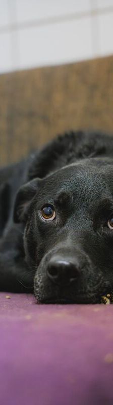 Noel – Mischling, Männchen, 3 Jahre 7 Monate, 37520 Osterode – Foto 1