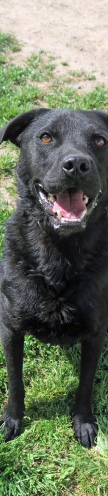 Noel – Mischling, Männchen, 3 Jahre 7 Monate, 37520 Osterode – Foto 3