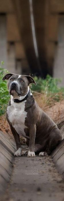 Otto – American-Staffordshire-Terrier-Mix, Männchen, 9 Jahre, Nordic Strays e.V. – Foto 1