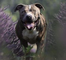 Otto – American-Staffordshire-Terrier-Mix, Männchen, 9 Jahre, Nordic Strays e.V. – Foto 2