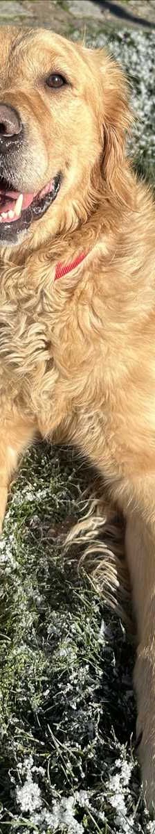ROCKY – Golden Retriever, Männchen, 2 Jahre 4 Monate, 81829 München – Foto 1