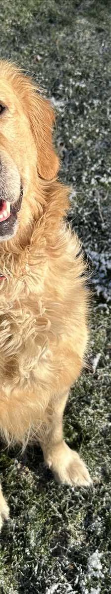 ROCKY – Golden Retriever, Männchen, 2 Jahre 4 Monate, 81829 München – Foto 2