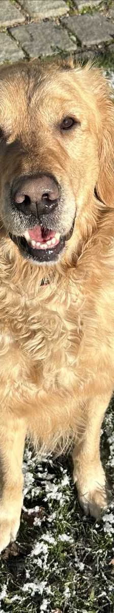 ROCKY – Golden Retriever, Männchen, 2 Jahre 4 Monate, 81829 München – Foto 3