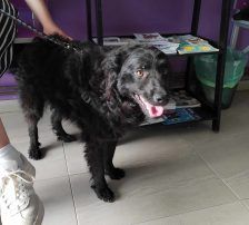 Tomy – Kroatischer Schäfermix, Männchen, 4 Jahre, Nordic Strays e.V. – Foto 3