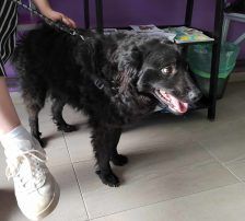 Tomy – Kroatischer Schäfermix, Männchen, 4 Jahre, Nordic Strays e.V. – Foto 4