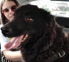 Tomy – Kroatischer Schäfermix, Männchen, 4 Jahre, Nordic Strays e.V. – Foto 5