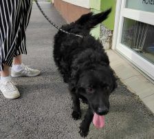 Tomy – Kroatischer Schäfermix, Männchen, 4 Jahre, Nordic Strays e.V. – Foto 6