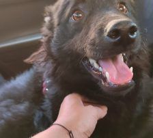 Tomy – Kroatischer Schäfermix, Männchen, 4 Jahre, Nordic Strays e.V. – Foto 8