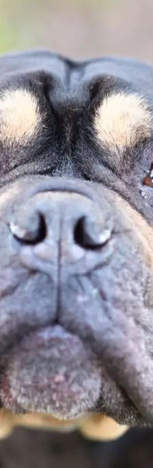 Sam – Olde English Bulldog, Männchen, 2 Jahre, 13057 Berlin – Foto 1