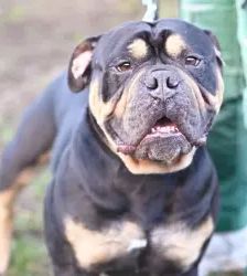 Sam – Olde English Bulldog, Männchen, 2 Jahre, 13057 Berlin – Foto 2