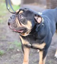 Sam – Olde English Bulldog, Männchen, 2 Jahre, 13057 Berlin – Foto 3