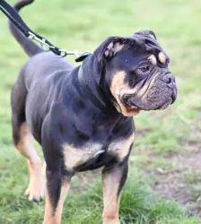 Sam – Olde English Bulldog, Männchen, 2 Jahre, 13057 Berlin – Foto 4