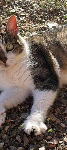 Gipsy – Europäisch Kurzhaar, Weibchen, 2 Jahre, 65520 Bad Camberg – Foto 1