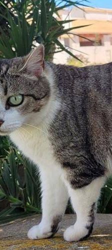 Gipsy – Europäisch Kurzhaar, Weibchen, 2 Jahre, 65520 Bad Camberg – Foto 2