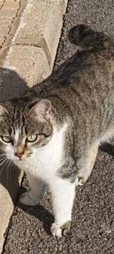 Gipsy – Europäisch Kurzhaar, Weibchen, 2 Jahre, 65520 Bad Camberg – Foto 3