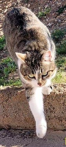 Gipsy – Europäisch Kurzhaar, Weibchen, 2 Jahre, 65520 Bad Camberg – Foto 4