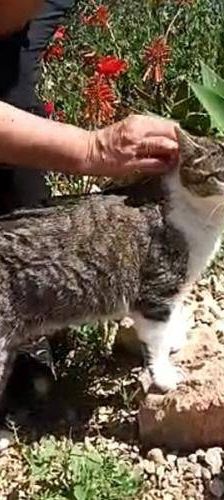 Gipsy – Europäisch Kurzhaar, Weibchen, 2 Jahre, 65520 Bad Camberg – Foto 5