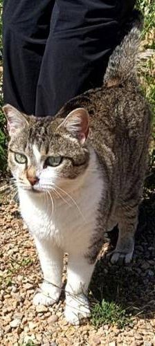 Gipsy – Europäisch Kurzhaar, Weibchen, 2 Jahre, 65520 Bad Camberg – Foto 6