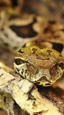 Medusa – Madagaskarboa, Weibchen, Alter unbekannt, 13057 Berlin – Foto 1