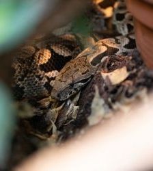 Medusa – Madagaskarboa, Weibchen, Alter unbekannt, 13057 Berlin – Foto 2