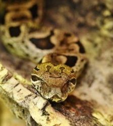 Medusa – Madagaskarboa, Weibchen, Alter unbekannt, 13057 Berlin – Foto 3