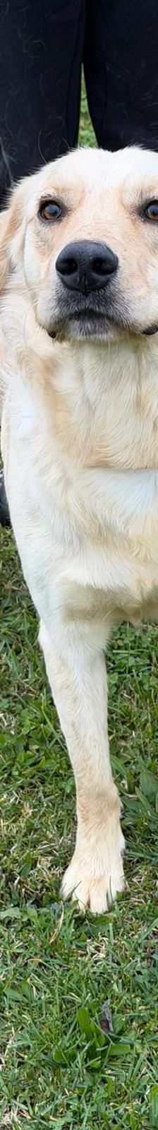 Odin – Labrador-Mischling, Männchen, Alter unbekannt, Nordic Strays e.V. – Foto 1