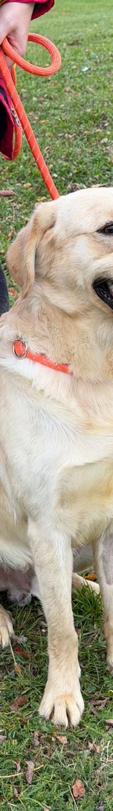 Odin – Labrador-Mischling, Männchen, Alter unbekannt, Nordic Strays e.V. – Foto 2