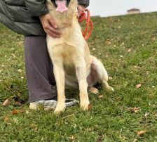 Odin – Labrador-Mischling, Männchen, Alter unbekannt, Nordic Strays e.V. – Foto 6