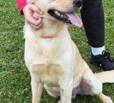 Odin – Labrador-Mischling, Männchen, Alter unbekannt, Nordic Strays e.V. – Foto 7