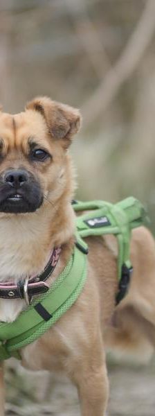 Betty-Babsy – Mix-Pekinese, Weibchen, 2 Jahre, 45141 Essen – Foto 1