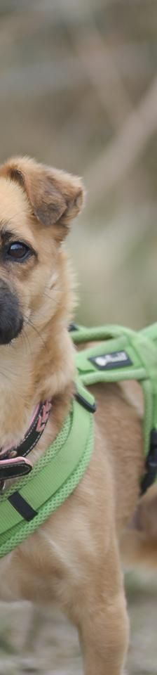 Betty-Babsy – Mix-Pekinese, Weibchen, 2 Jahre, 45141 Essen – Foto 2