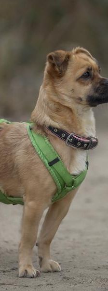Betty-Babsy – Mix-Pekinese, Weibchen, 2 Jahre, 45141 Essen – Foto 3