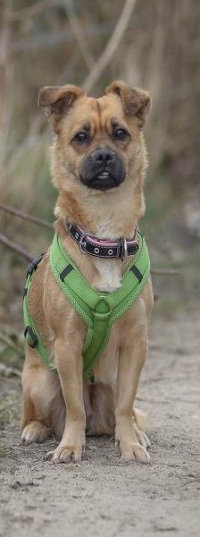 Betty-Babsy – Mix-Pekinese, Weibchen, 2 Jahre, 45141 Essen – Foto 4
