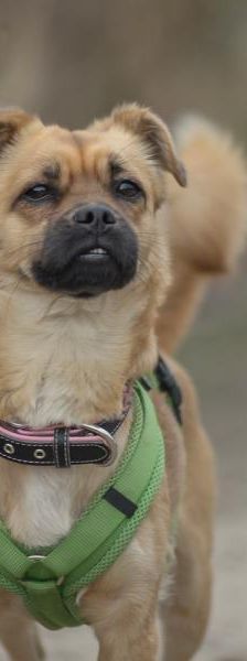 Betty-Babsy – Mix-Pekinese, Weibchen, 2 Jahre, 45141 Essen – Foto 5