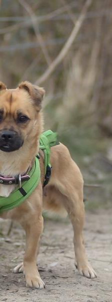 Betty-Babsy – Mix-Pekinese, Weibchen, 2 Jahre, 45141 Essen – Foto 6