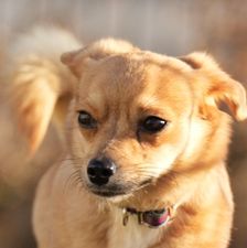 Scarlett – Mischling, Weibchen, 3 Monate, 90537 Feucht – Foto 1