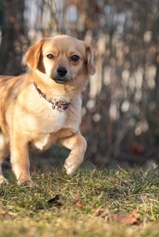 Scarlett – Mischling, Weibchen, 3 Monate, 90537 Feucht – Foto 2
