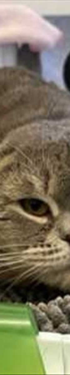 ROVER – Scottish Fold (Kurzhaar), Männchen, 2 Jahre, 81829 München – Foto 1