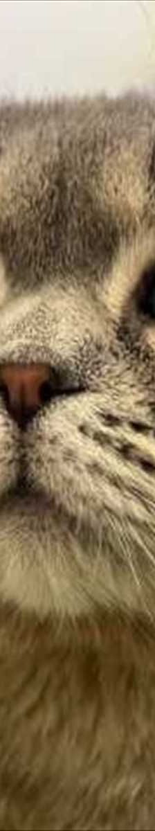 ROVER – Scottish Fold (Kurzhaar), Männchen, 2 Jahre, 81829 München – Foto 2