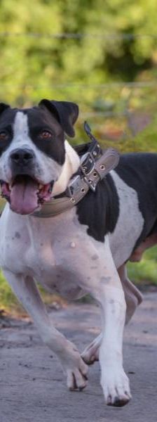 Diabolo – Pointer Dogo Canario Mix, Männchen, 5 Jahre, 45141 Essen – Foto 1
