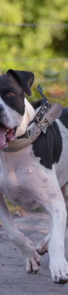 Diabolo – Pointer Dogo Canario Mix, Männchen, 5 Jahre, 45141 Essen – Foto 2