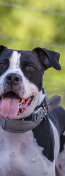 Diabolo – Pointer Dogo Canario Mix, Männchen, 5 Jahre, 45141 Essen – Foto 3