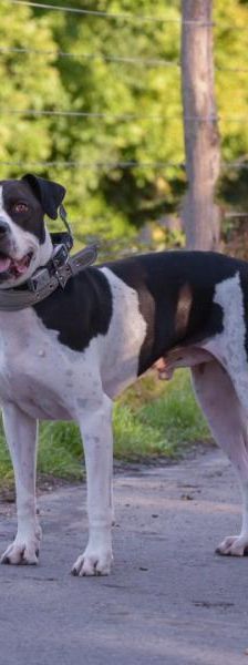 Diabolo – Pointer Dogo Canario Mix, Männchen, 5 Jahre, 45141 Essen – Foto 4