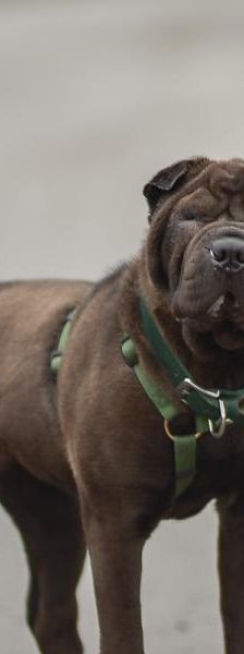 Lagata – Shar Pei, Weibchen, 5 Monate, 45141 Essen – Foto 1