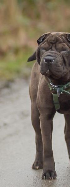 Lagata – Shar Pei, Weibchen, 5 Monate, 45141 Essen – Foto 3