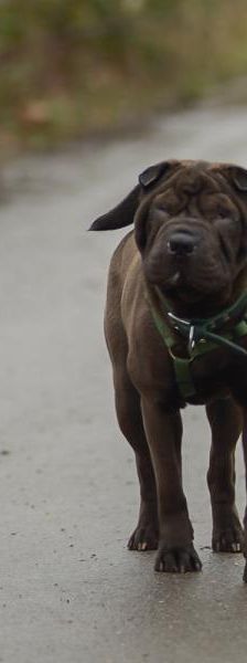 Lagata – Shar Pei, Weibchen, 5 Monate, 45141 Essen – Foto 4