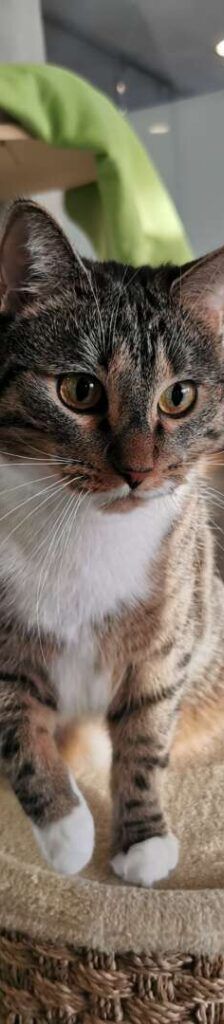 Kira – EKH, Weibchen, 2 Jahre 5 Monate, 13057 Berlin – Foto 1